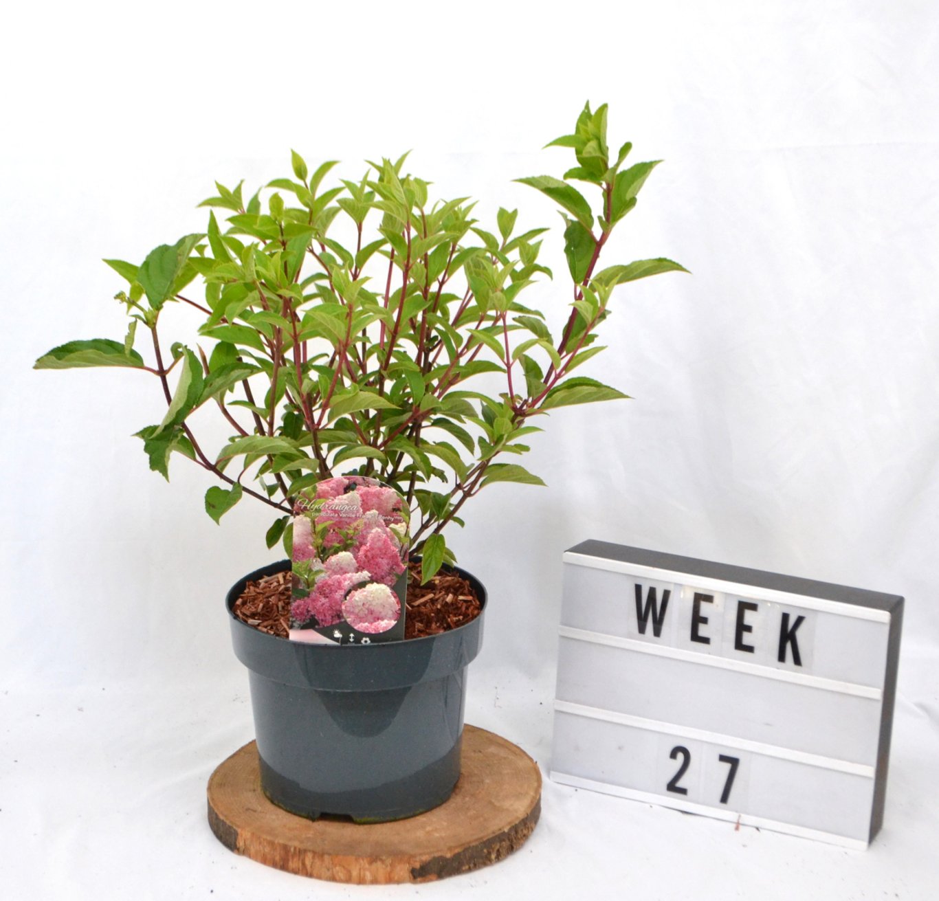 Hydrangea pan. 'Vanille Fraise' - C5 40-50 CM